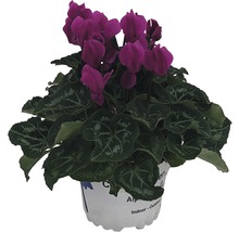 Zyklame mit purpurfarbenen Blüten im Topf