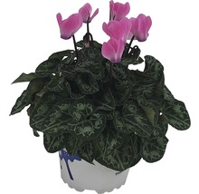 Zyklame im Topf mit rosa Blüten und grünen Blättern