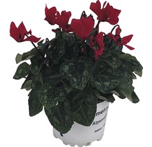 Alpenveilchen im Topf