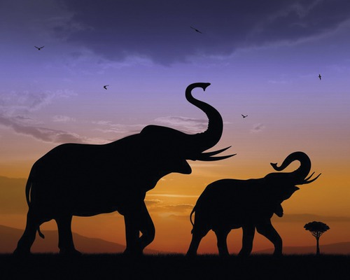 Infrarot Bildheizung Motiv 12194212 90x70 cm 600 Watt Silhouette zweier Elefanten in afrikanischer Landschaft