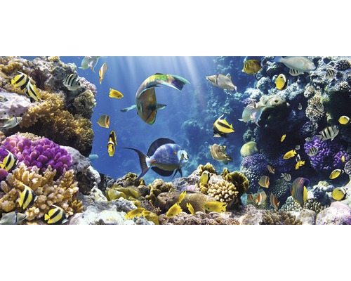 Infrarot Bildheizung Motiv 12569040 90x70 cm 600 Watt Korallenriff mit tropischen Fischen