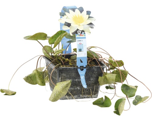 Seerose in einem Topf für den Gartenteich