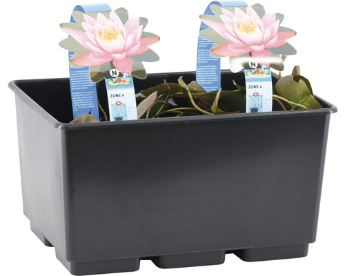 Seerose im Pflanzkorb