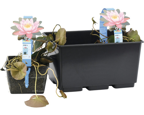 Seerose in einem Pflanzkorb und einem Teichpflanzgefäß