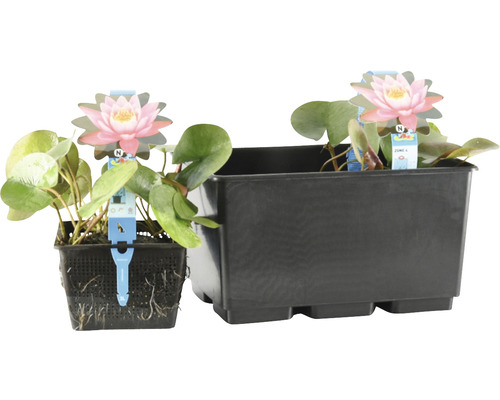 Zwei Seerosen in Töpfen für den Gartenteich