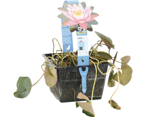 Seerose im Pflanzkorb für den Gartenteich