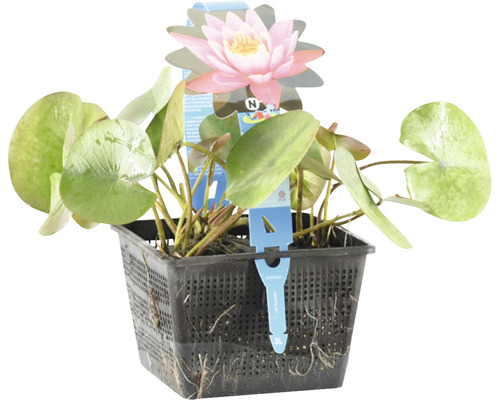 Seerose im Topf mit Blättern und einer rosa Blüte