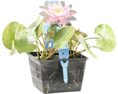 Seerose im schwarzen Pflanzkorb