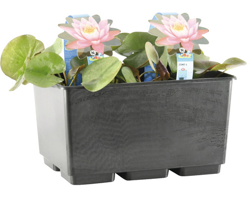 Seerosen im Pflanzbehälter