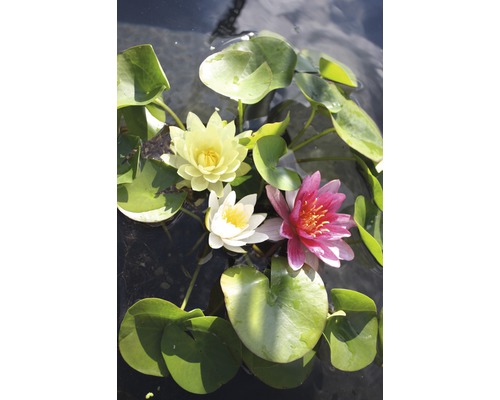 Mutterpflanze Seerose Trio FloraSelf Nymphaea-Cultivars H 20-50 cm Korb 22 L (3 Stk.)