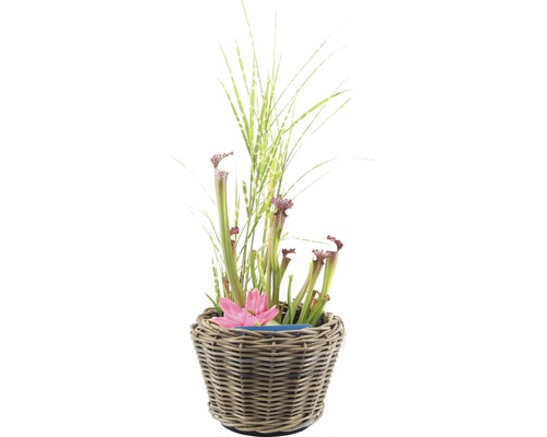 Fleischfressende Pflanze im Korbtopf mit dekorativem Gras und Blüte