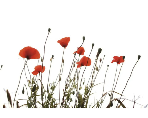 Infrarot Bildheizung Motiv 8952443 60x30 cm 210 Watt Feld mit Mohnblumen