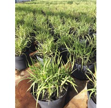 Viele Seggenpflanzen in Töpfen.