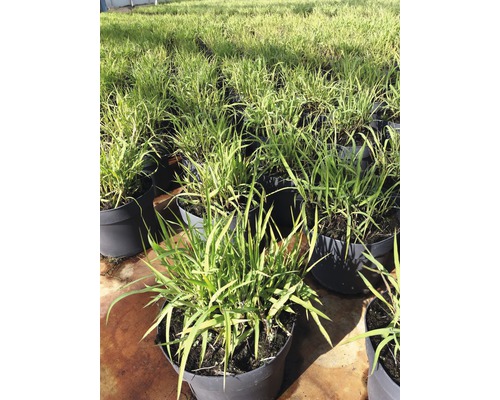 Viele Seggenpflanzen in Töpfen.