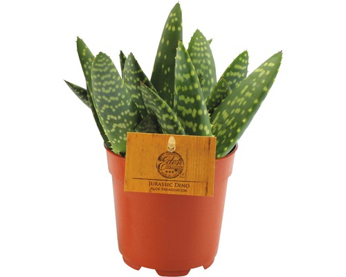 Aloe paradisicum Jurassic Dino im Pflanztopf
