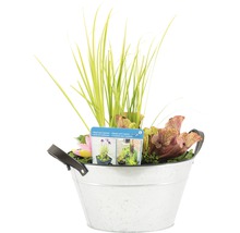 Miniteich FloraSelf mit Pflanzen inkl. Treibring Ø 40 cm Zink-Schale