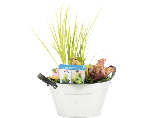 Pflanzenarrangement in einem Metalleimer mit Gräsern und fleischfressenden Pflanzen