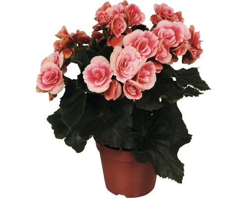 Elatior-Begonie FloraSelf Begonia elatior 'Borias' H 30 Ø 14 cm Topf