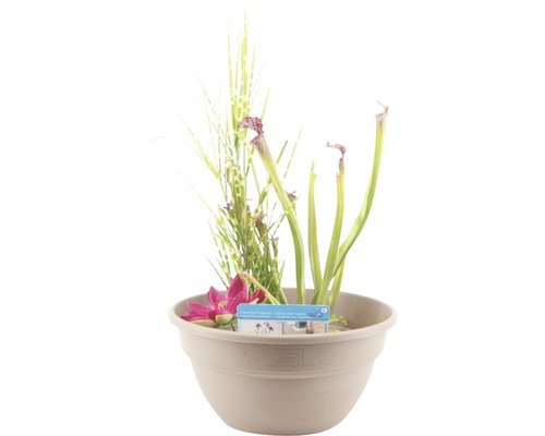 Miniteich FloraSelf mit Pflanzen inkl. Treibring Ø 40 cm Schale taupe