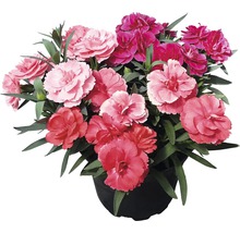 Topf mit verschiedenen Nelkenblüten