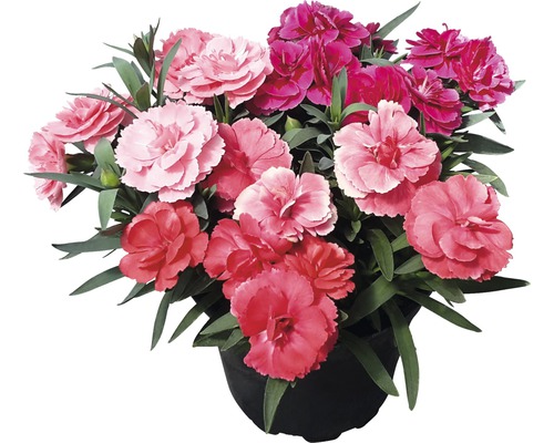 Topf mit verschiedenen Nelkenblüten