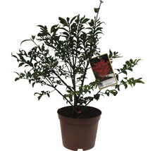 Zierstrauch im Topf mit Pflanzenetikett