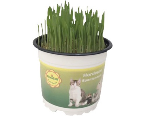 Futterweizen Weichweizen Katzengras PetSnack FloraSelf Triticum aestivum H 15-17 cm Ø 12 cm Topf