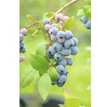 Blaubeeren am Zweig mit Blättern