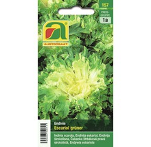 Endivie Escariol grüner Samenpackung