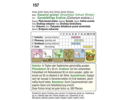Informationen zur Aussaat von grünem Escariol für den Winter