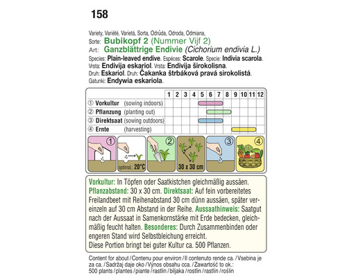 Informationen zu Anbau und Ernte von glattrandigem Endivien-Eskariol