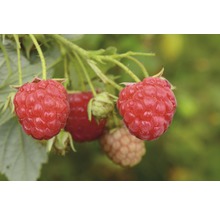 Nahaufnahme von Himbeeren am Strauch