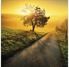 Ein Feldweg mit einem Baum im goldenen Licht der Morgensonne