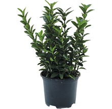 Japanischer Spindelstrauch- kleinblättrig FloraSelf Euonymus japonicus 'Microphyllus' H 15-20 cm Co 1 L