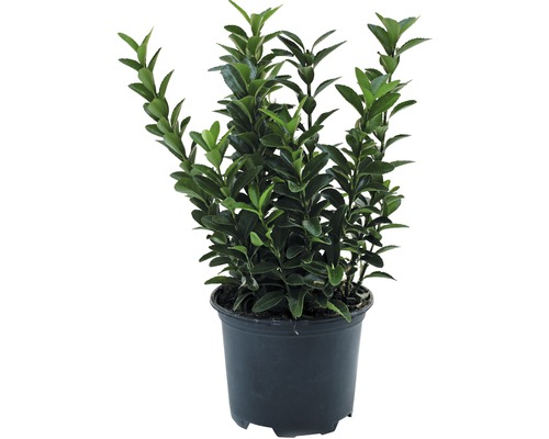 Japanischer Spindelstrauch- kleinblättrig FloraSelf Euonymus japonicus 'Microphyllus' H 15-20 cm Co 1 L