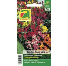 Antirrhinum Zwerg Mischung Samenpackung für Beet, Topf und Schnitt, circa 30 cm