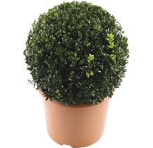 Kugelbuchsbaum in einem Pflanzgefäß