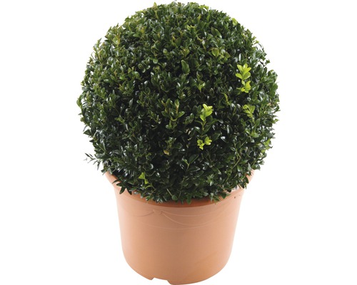 Kugelbuchsbaum in einem Pflanzgefäß
