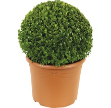 Künstlicher Buchsbaum in Kugelform im Topf