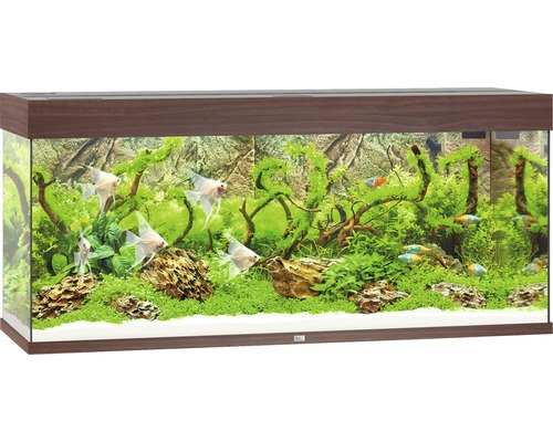 Aquarium mit Fischen, Pflanzen und dekorativer Rückwand