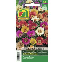 Samenpackung Portulaca grandiflora Einfache Mischung, circa 15 cm