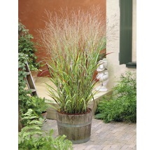 Gras in einem Holzfass im Garten