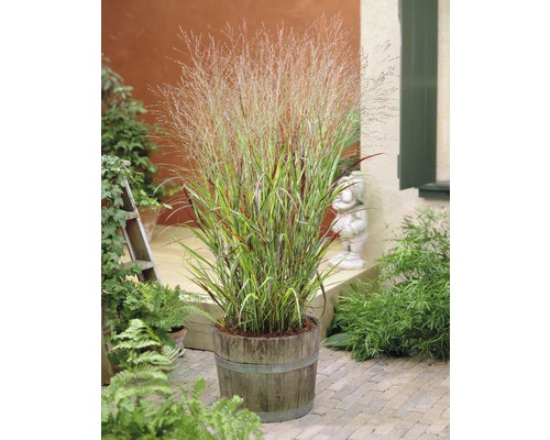 Rutenhirse Panicum virgatum 'Shenandoah' H 10-50 cm Co 6 L Gras in einem Holzfass im Garten