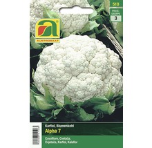 Blumenkohlsamen Alpha 7 von Austro Saat