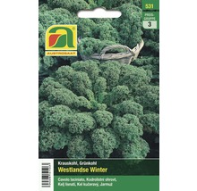 Gemüsesamen Austrosaat Krauskohl Westlanse Winter