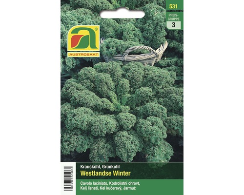 Gemüsesamen Austrosaat Krauskohl Westlanse Winter