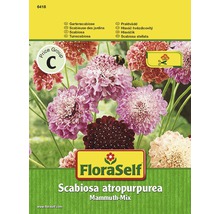 FloraSelf Skabiose ''Mammut-Mix'' Pflanzenpackung