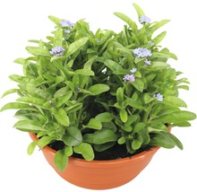 Vergissmeinnicht Pflanze im Topf