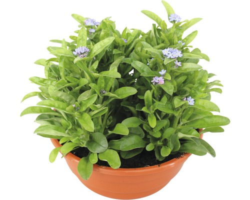 Vergissmeinnicht Pflanze im Topf