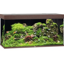 Eingerichtetes Aquarium mit Fischen und Pflanzen